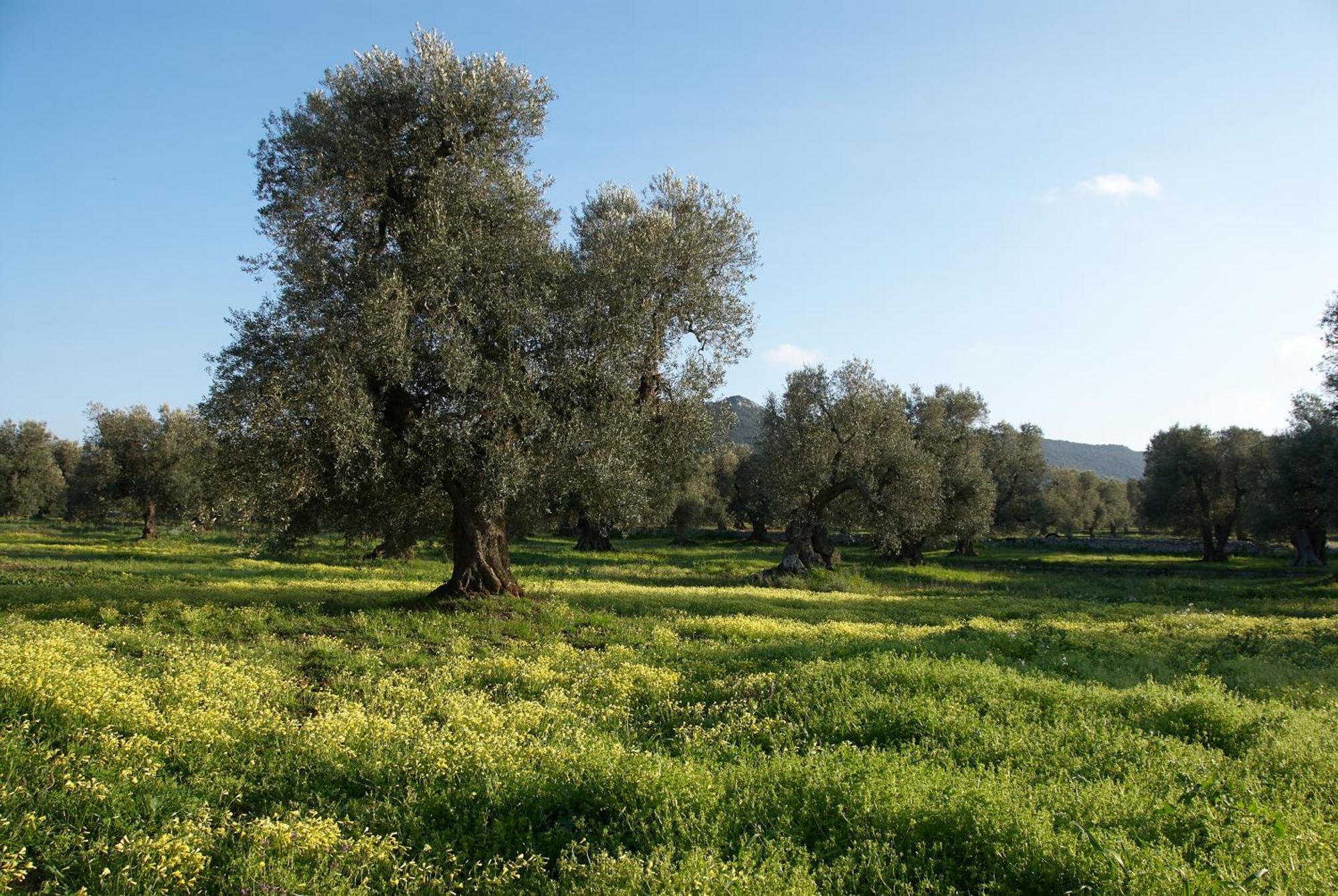 Minicasa Nella Natura, Con Piscina A Due Passi Ostuni Eksteriør billede
